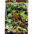 Lot-boutures-plantes-grasses-succulentes-3