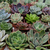 mini-plantes-grasses-succulentes-3b