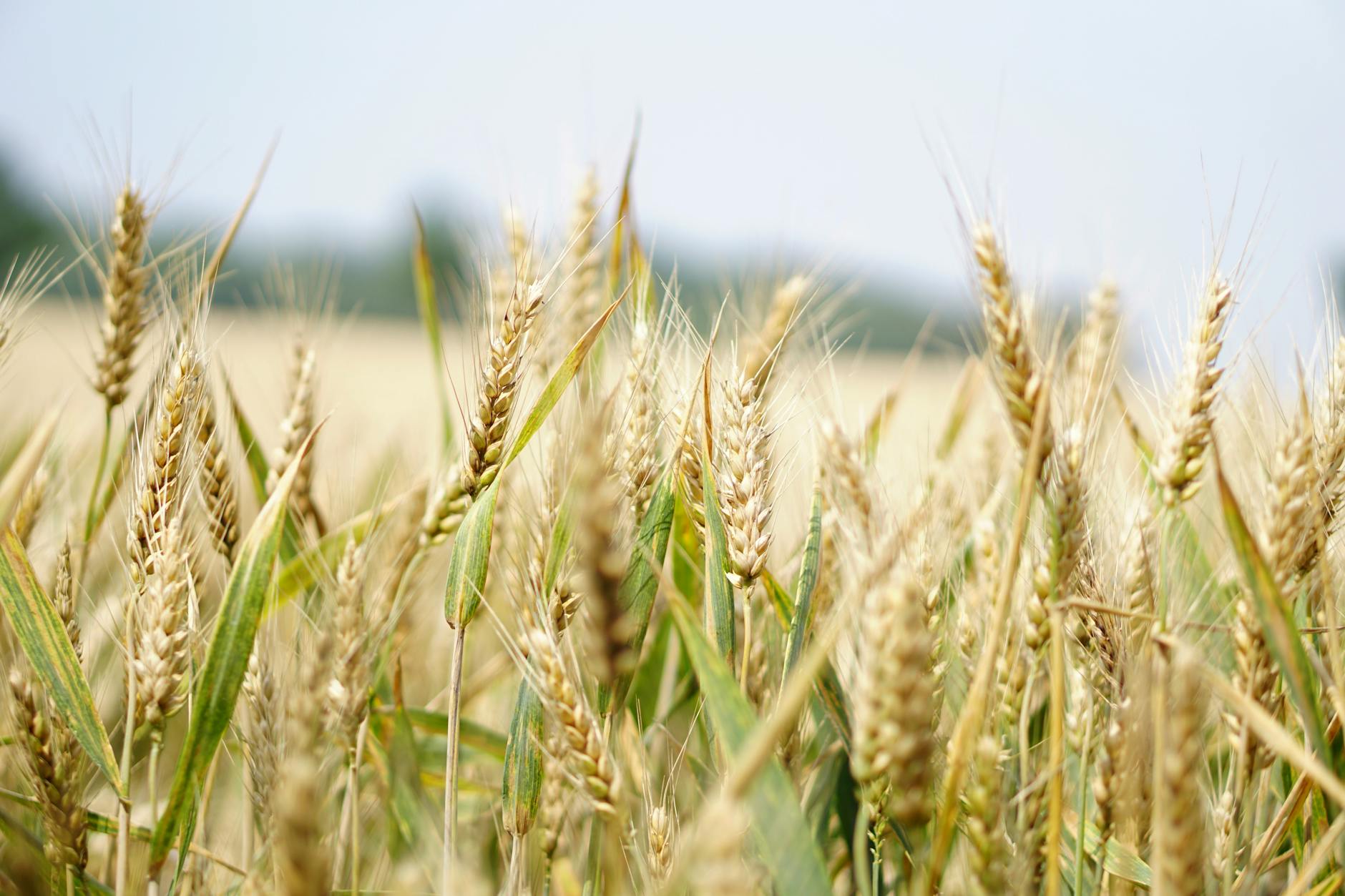photographie de mise au point selective du champ de ble