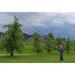 anw-obstbaum