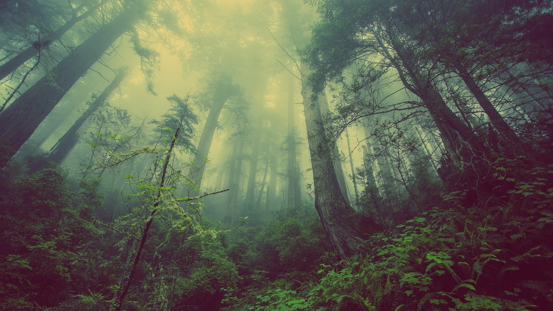 forest 931706 1920