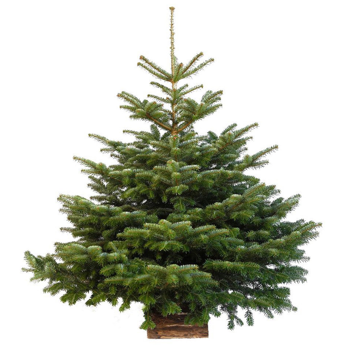 sapin nordmann 170 avec pied bois