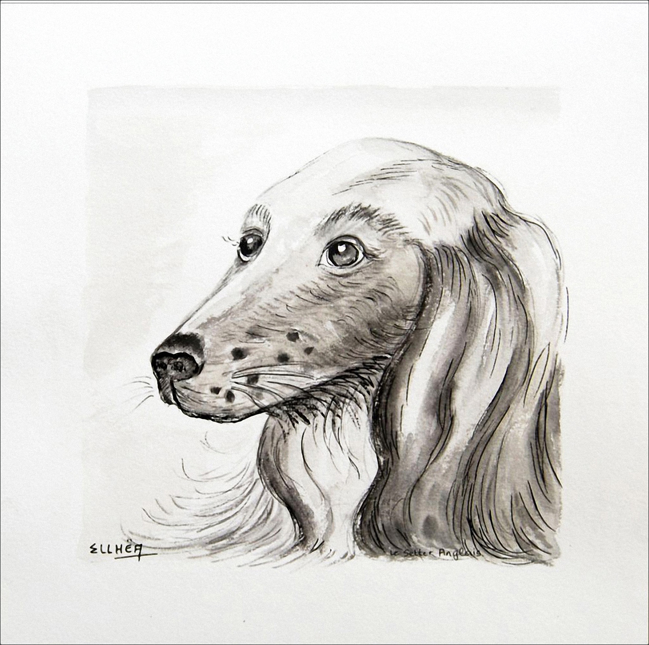 Dessin Le Setter Anglais, encre de chine