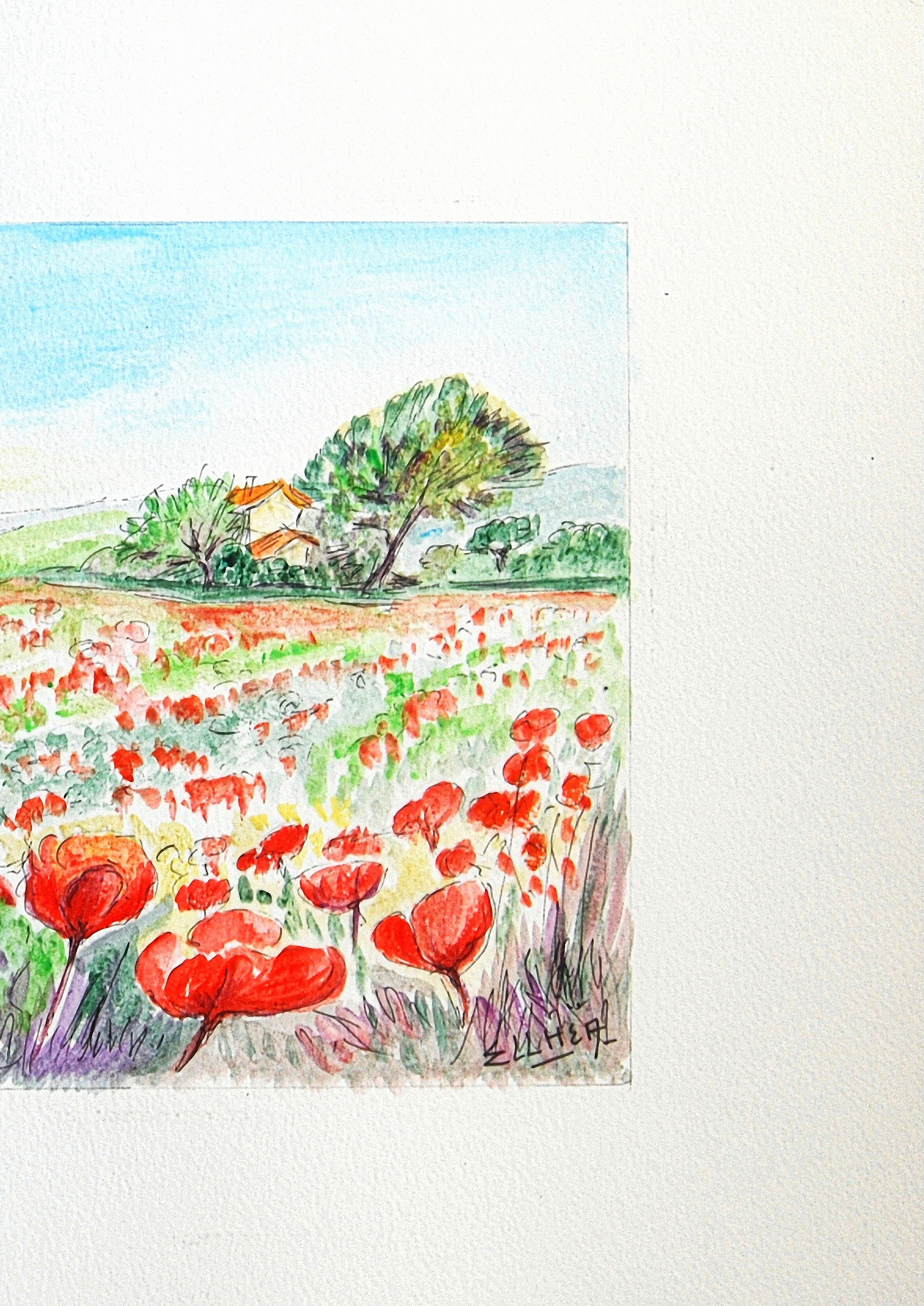 coquelicots provence droit c8