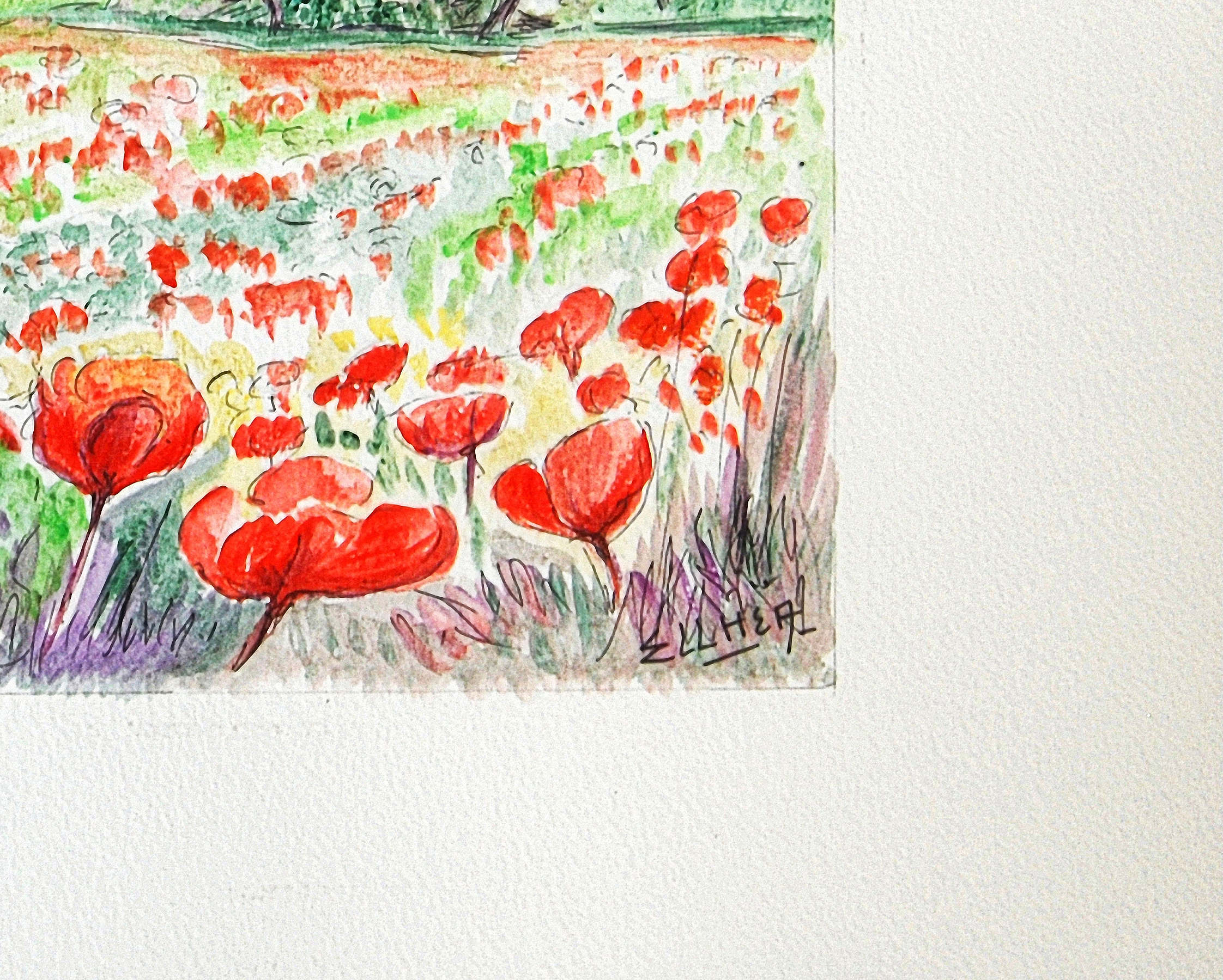 coquelicots provence signature c8