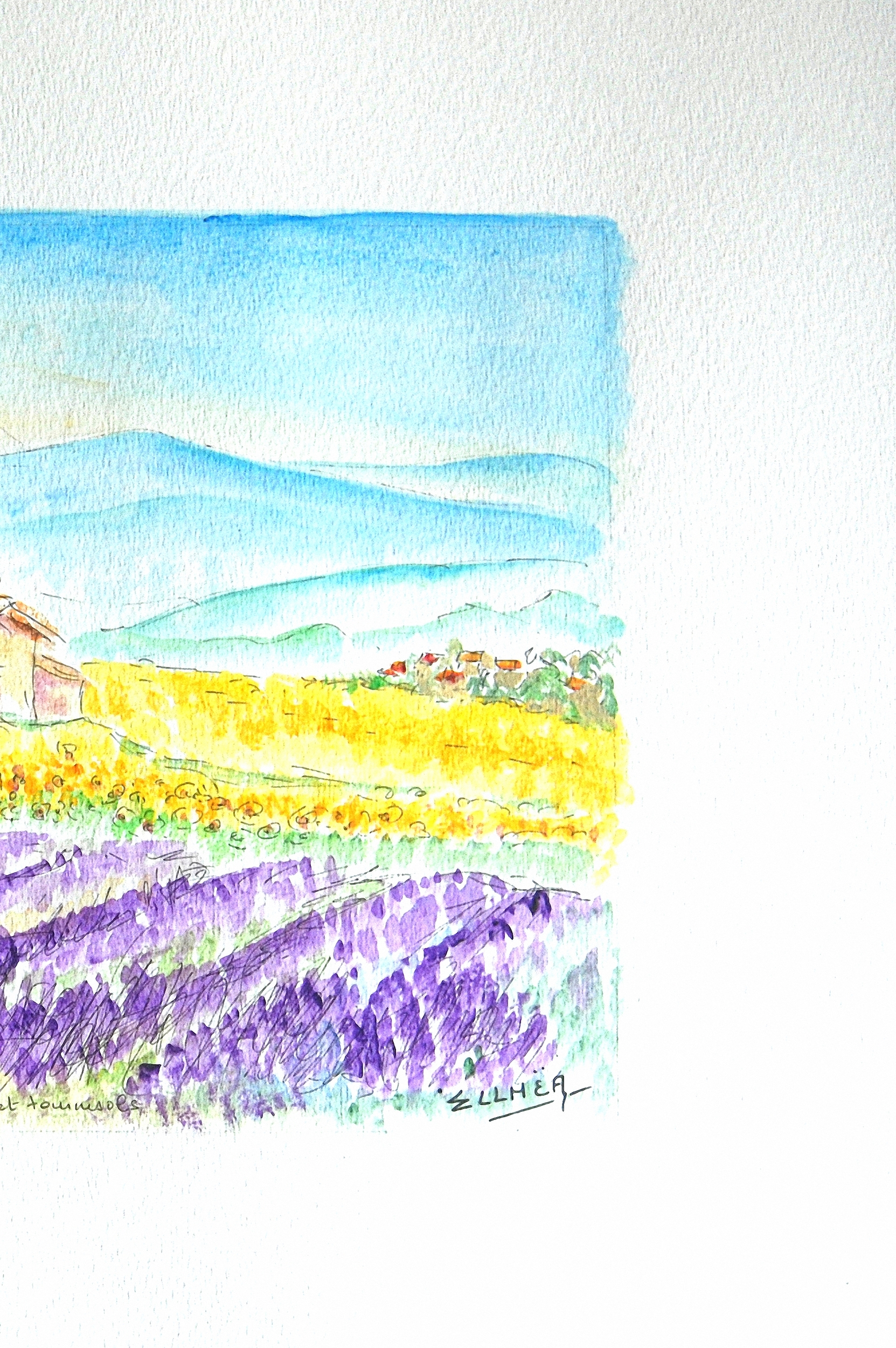 lavandes en provence droit c8