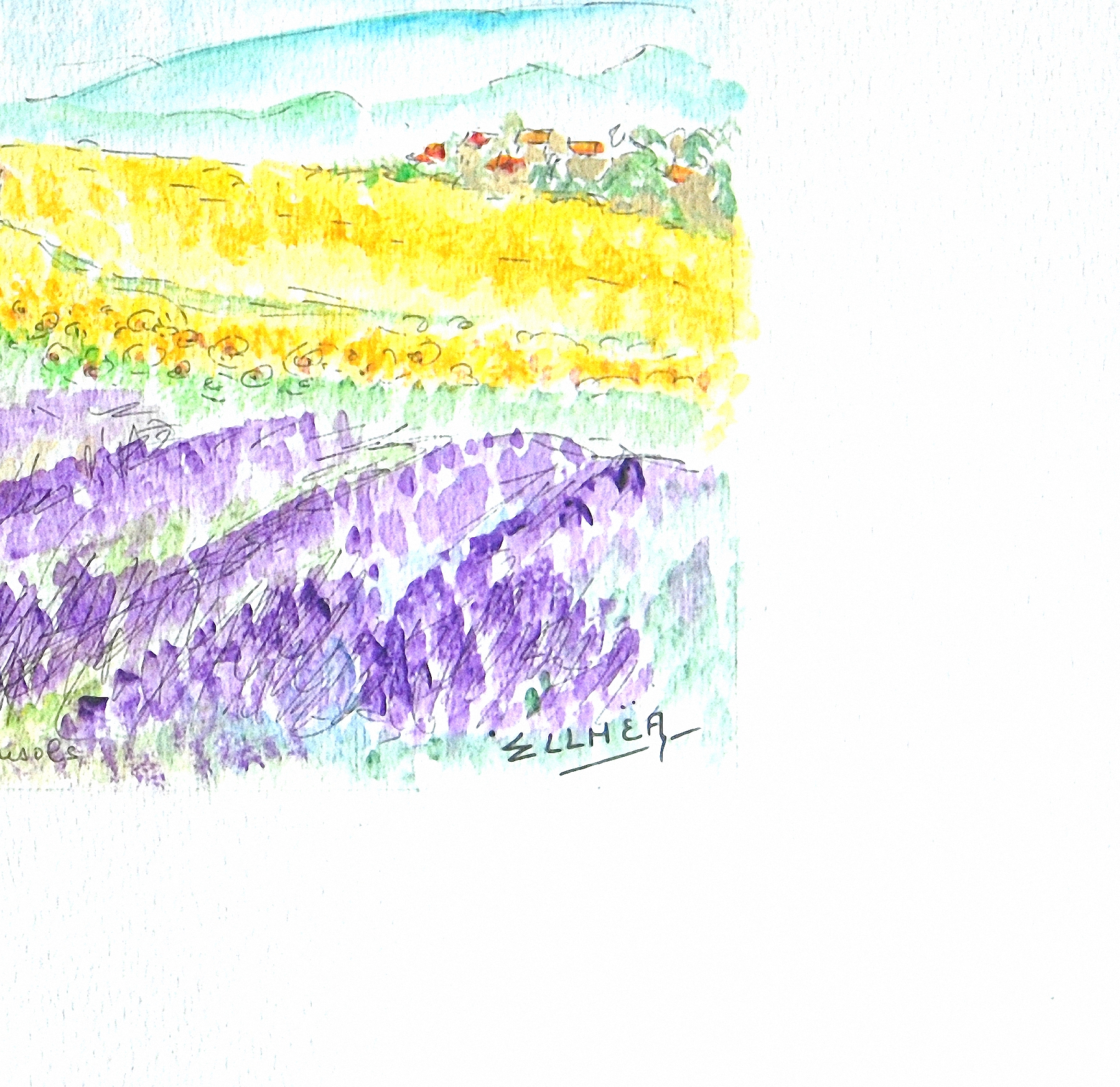 lavandes en provence signature c8