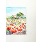 coquelicots provence droit c8