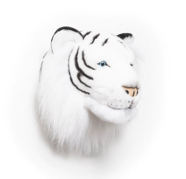 tigre-blanc-cote