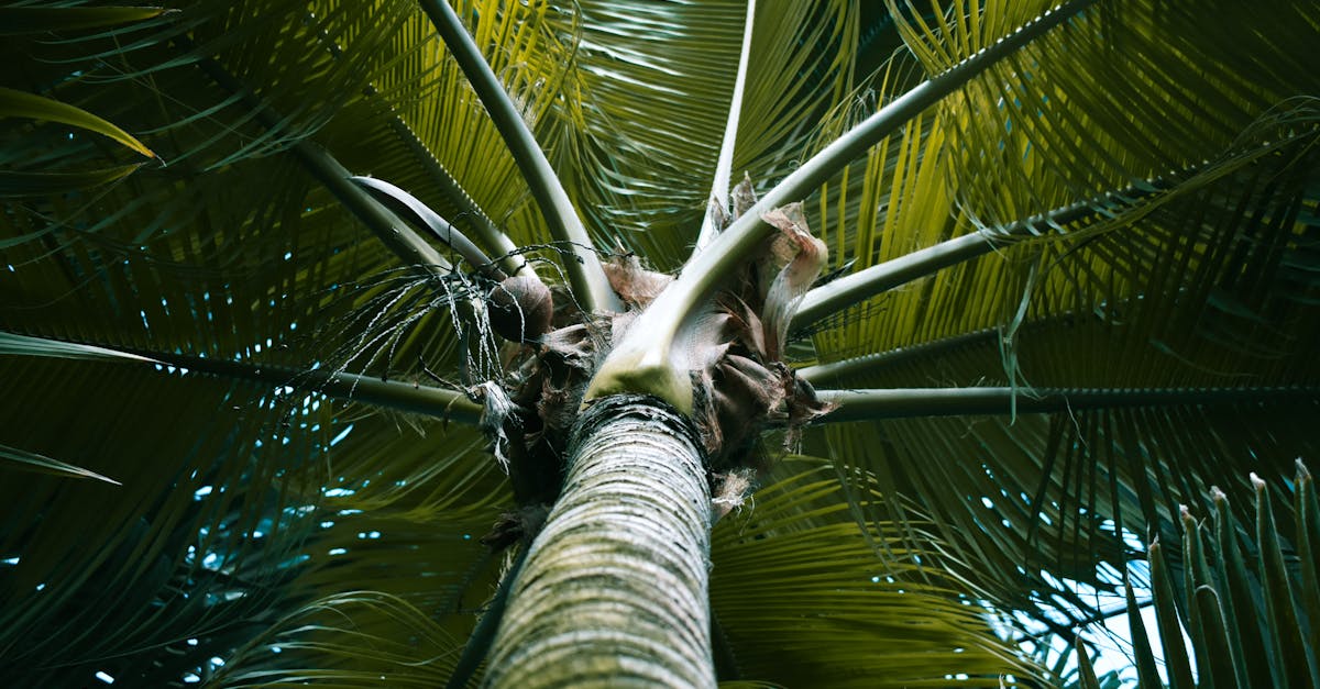 photographie de faible angle de palmier