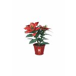 Poinsettia en bois Cutebee FWLP108 montée, étoile de Noël rouge et verte