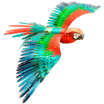 0002808_premium-series-parrot_1200