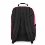 STUDY PINK 5