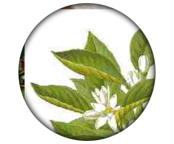 ingredient clenbutrol crazy bulk bigaradier