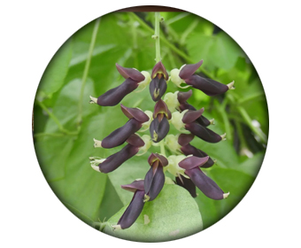 mucuna pruriens hormone de croissance