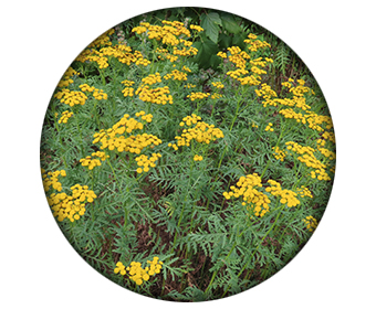 tribulus terrestris hormone de croissance