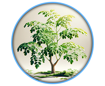 moringa
