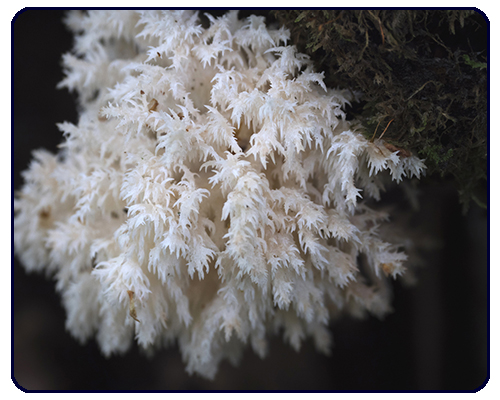 illustration hericium 5