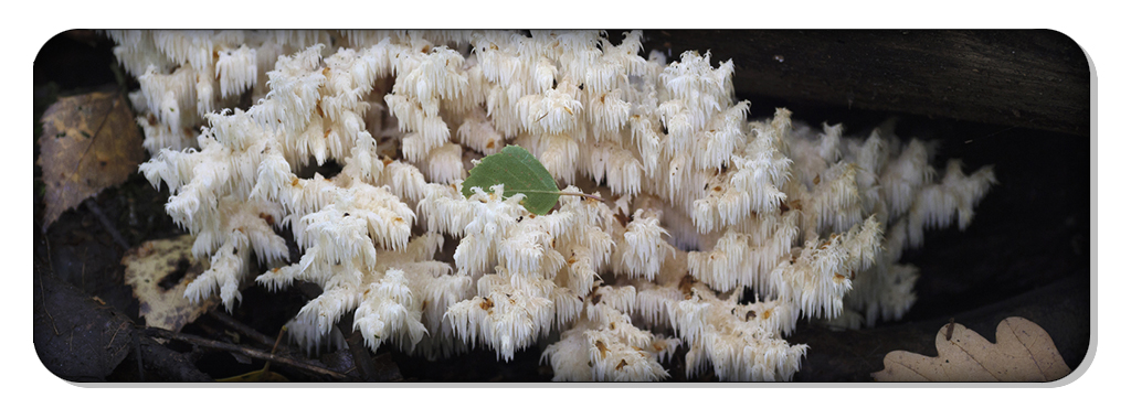 illustration hericium 6