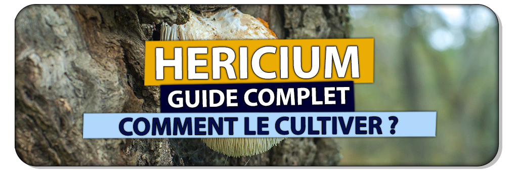 comment cultiver l hericium