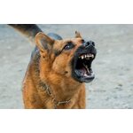 Bombe GEL POIVRE 50ml - Lacrymo anti chien