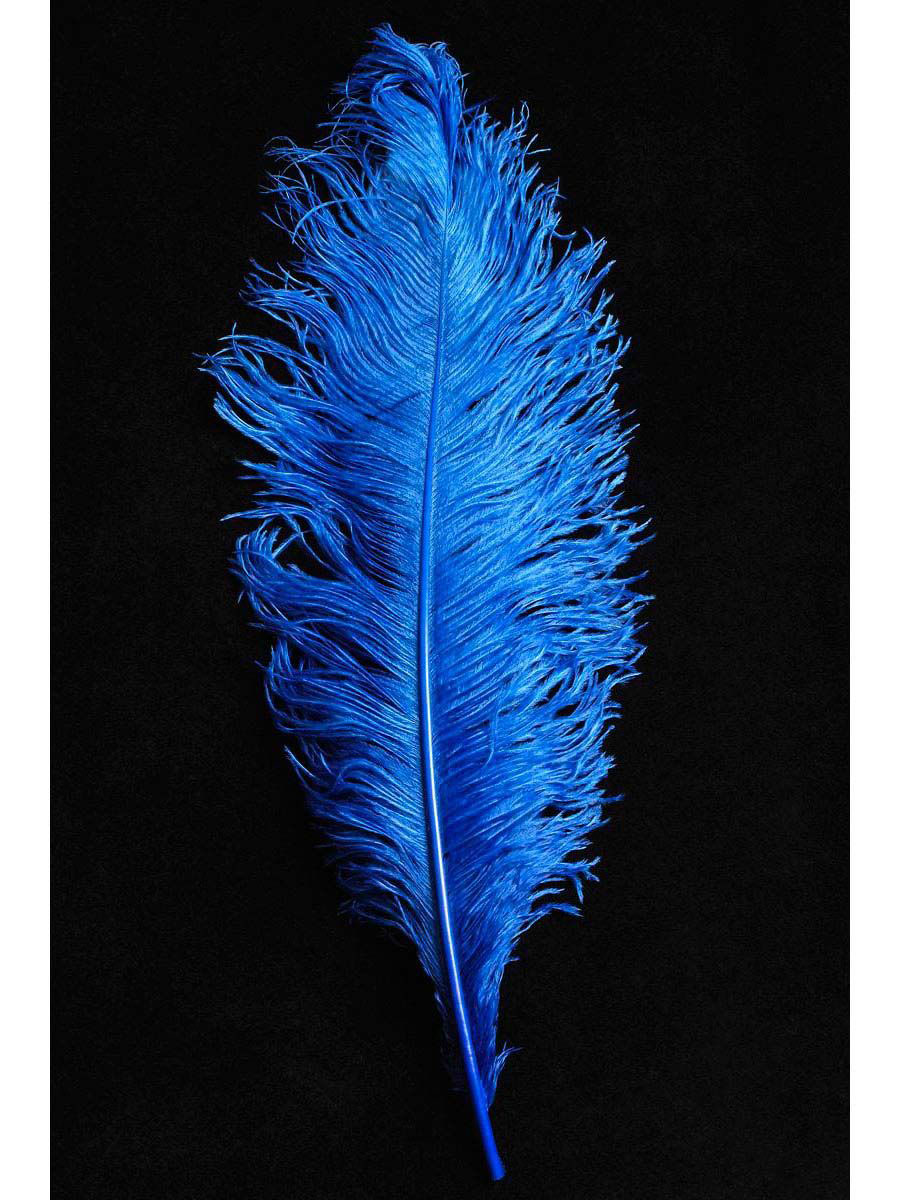 plume dautruche bleu roi