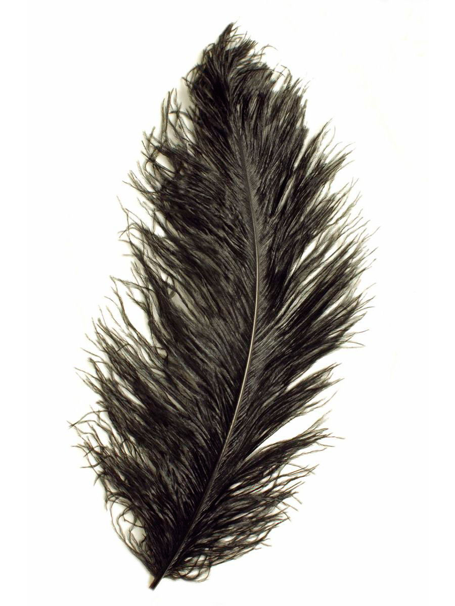 plume dautruche noire