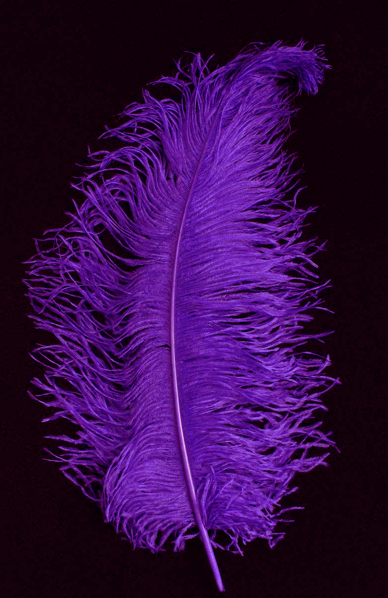 plume d'autruche violette