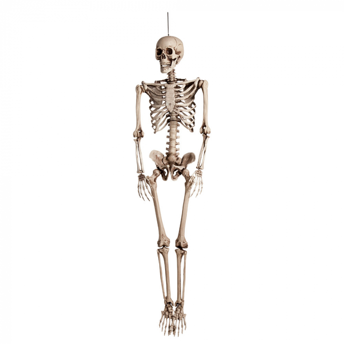 squelette 160 cm3