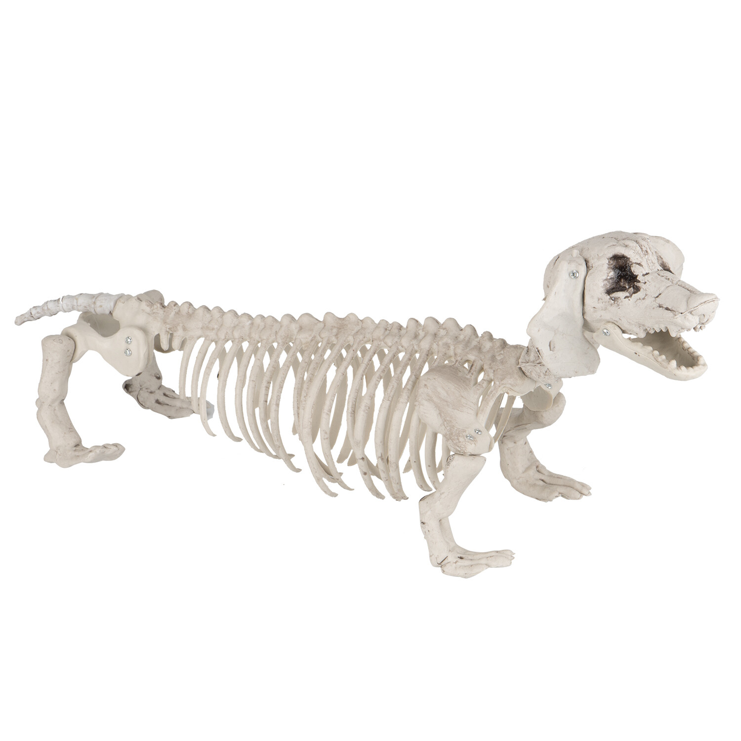 Chien-squelette-luxe-Halloween-55-cm tekel