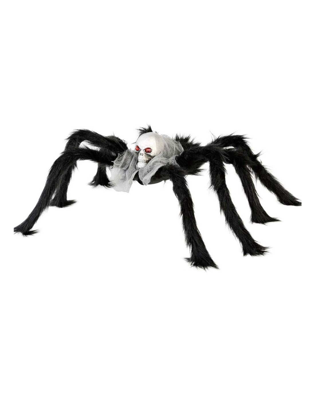 araignee genate avec crane
