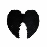 AILE-PLUME-NOIRE