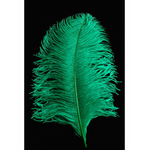 plume d'autruche verte