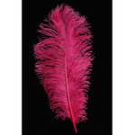 plume d'autruche fuchsia