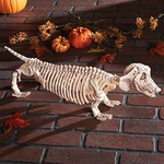 Chien-squelette-luxe-Halloween-55-cm teckel
