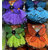 KIT PAPILLONS COULEURS 1