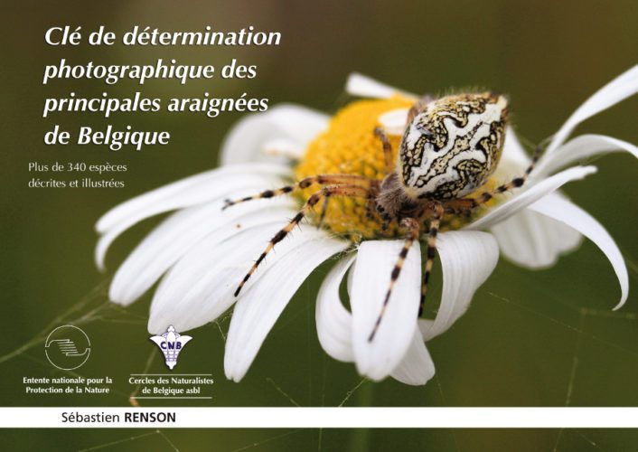 Clé de détermination photographique des principales araignées de Belgique