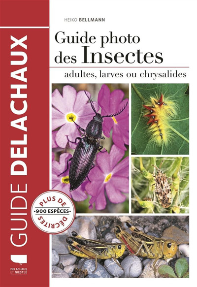 Guide photo des Insectes - adultes, larves ou chrysalides