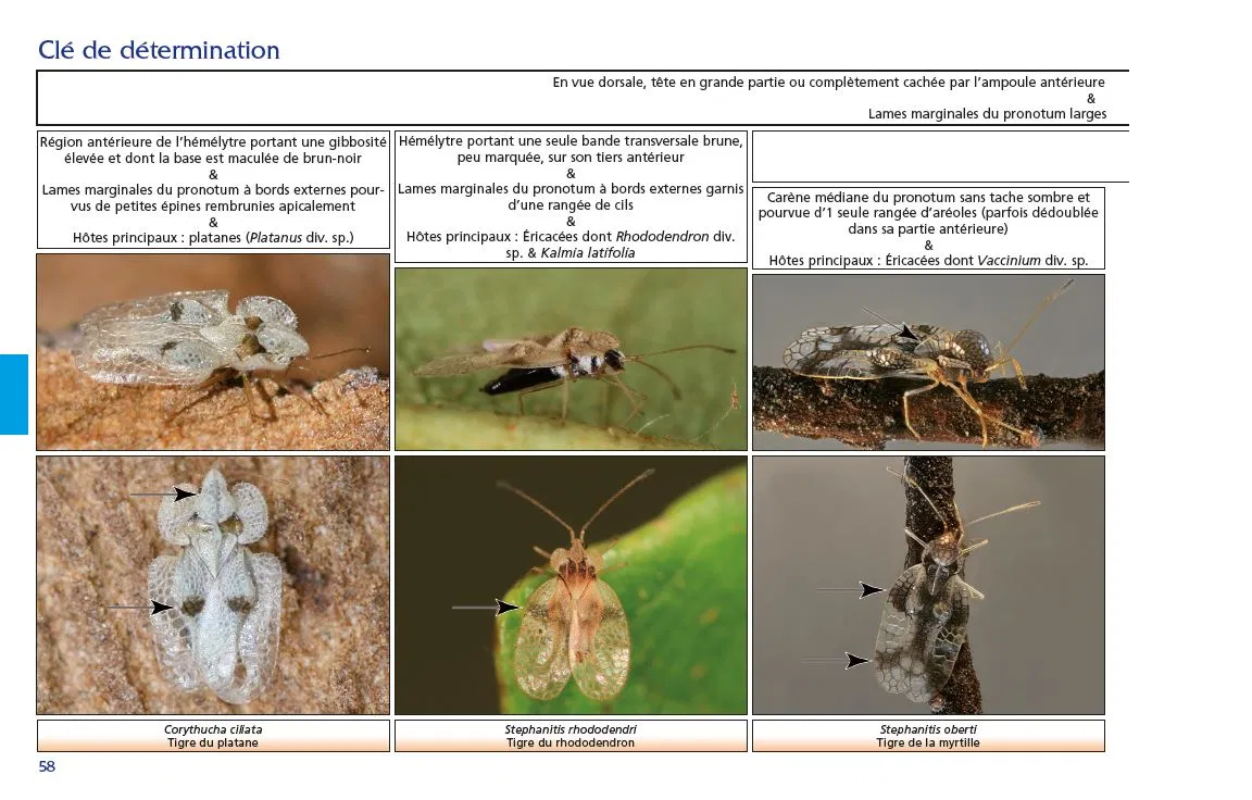 CNB-cle-determination-punaises-tingidae-exemples