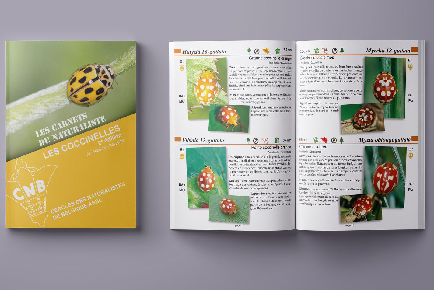 carnet broché avec photo de coccinelle rouge à points noirs