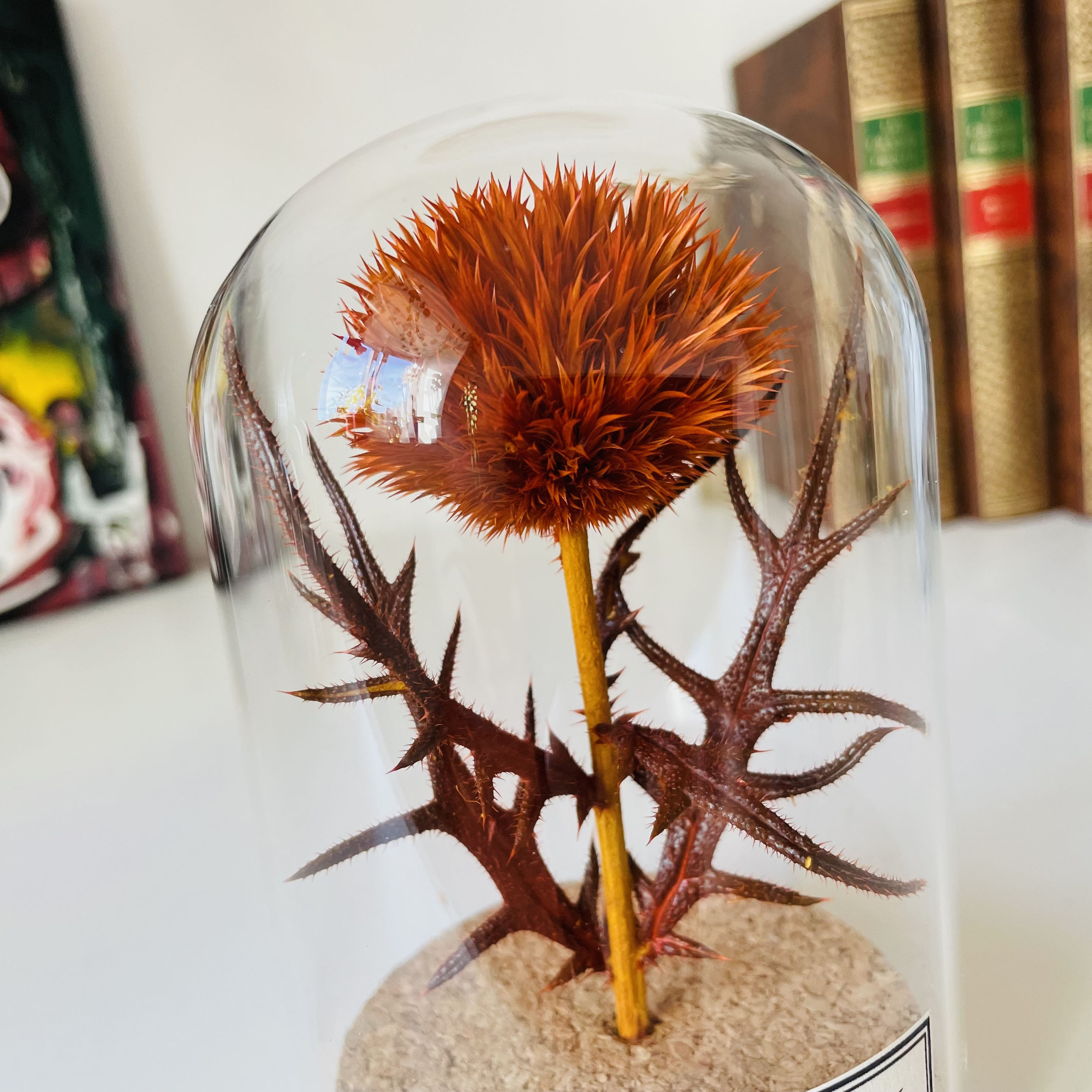 Decoration-cabinet-curiosite-globe-chardon-Asteraceae-zoom-maunakea