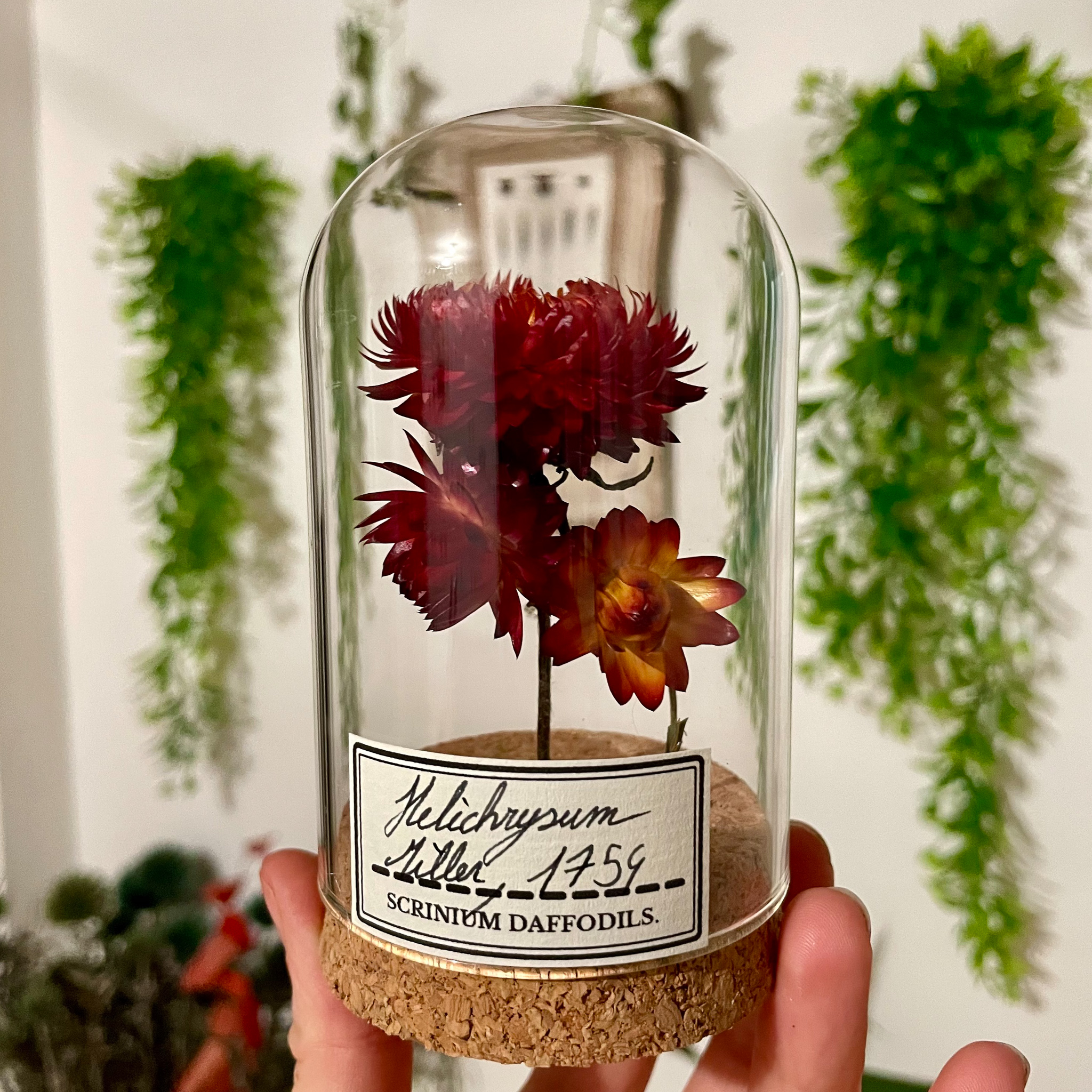 Decoration-cabinet-curiosite-globe-fleur-Helichrysum-2-maunakea
