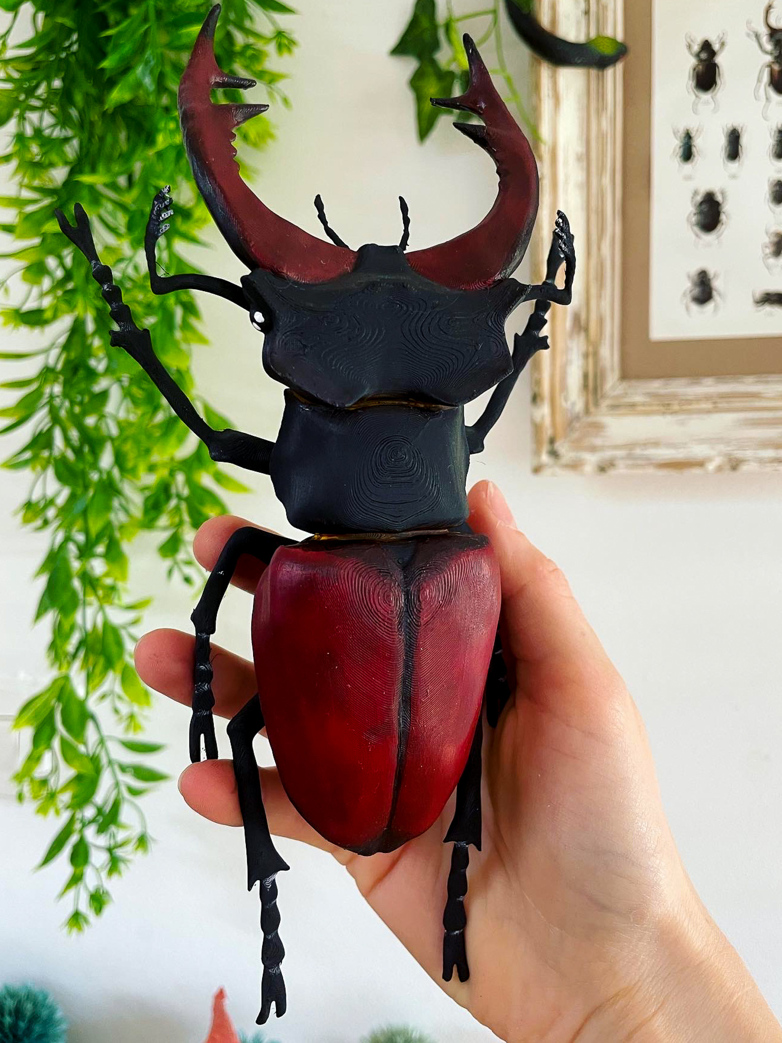 Coleoptere-decoration-educatif-insecte-lucanus-servus-2-maunakea