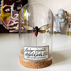 decoration cabinet de curiosite cigale globe hechys incarnata maunakea miniature
