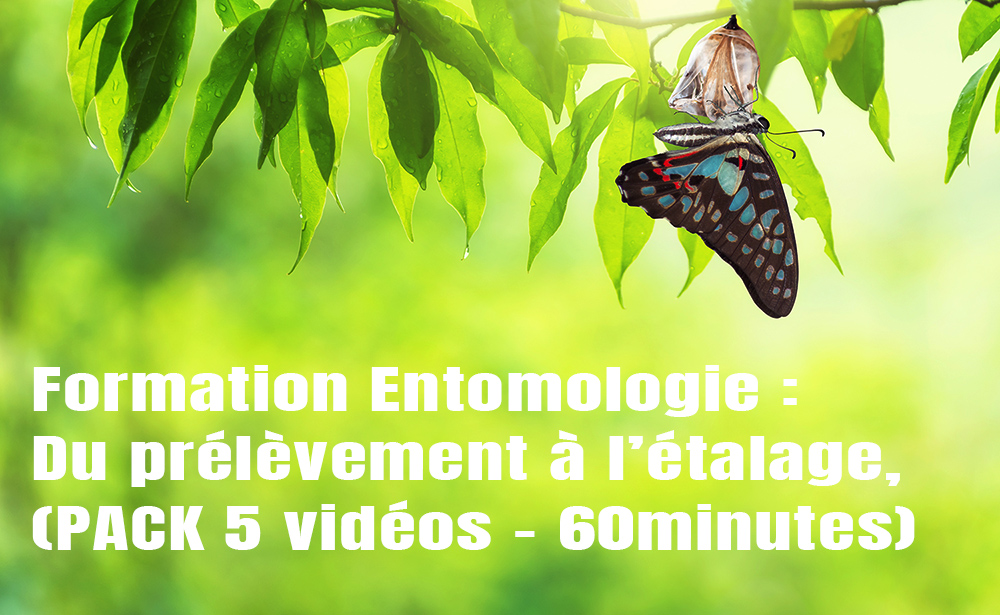 Formation Entomologie : Du prélèvement à l’étalage, création d’une collection entomologique (PACK)