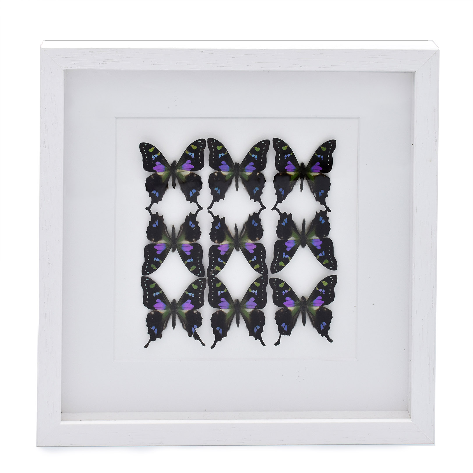 Cadre de Papillons colorés - Graphium weiskei