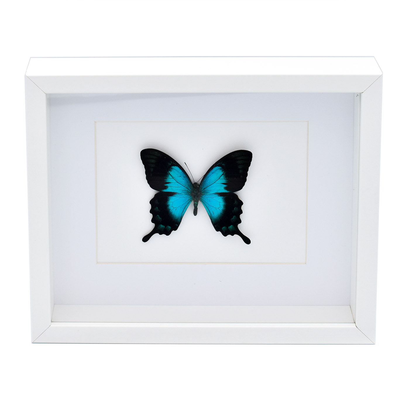 Cadre de papillon - Papilio Lorquinianus