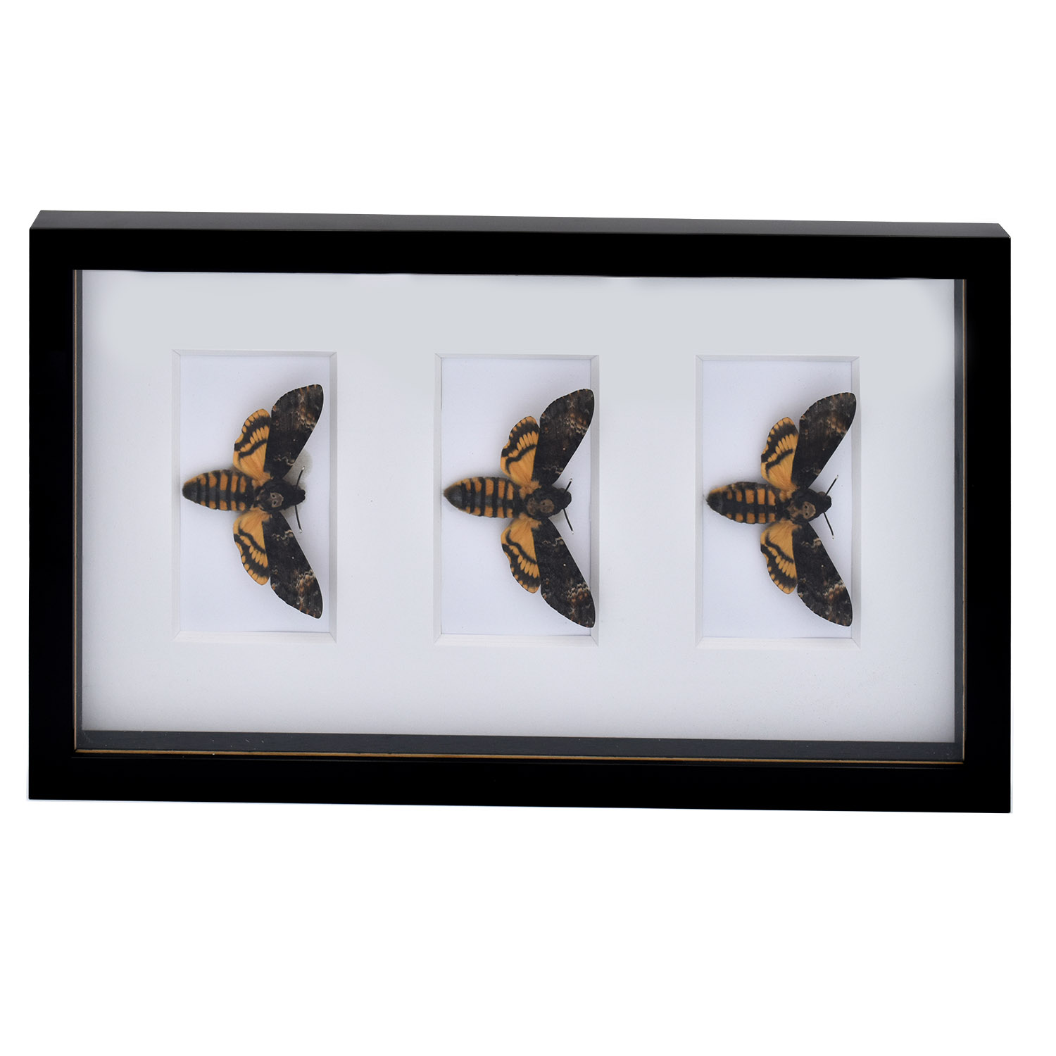 cadre-papillon-sphinx-tete-de-mort-decoration-maunakea