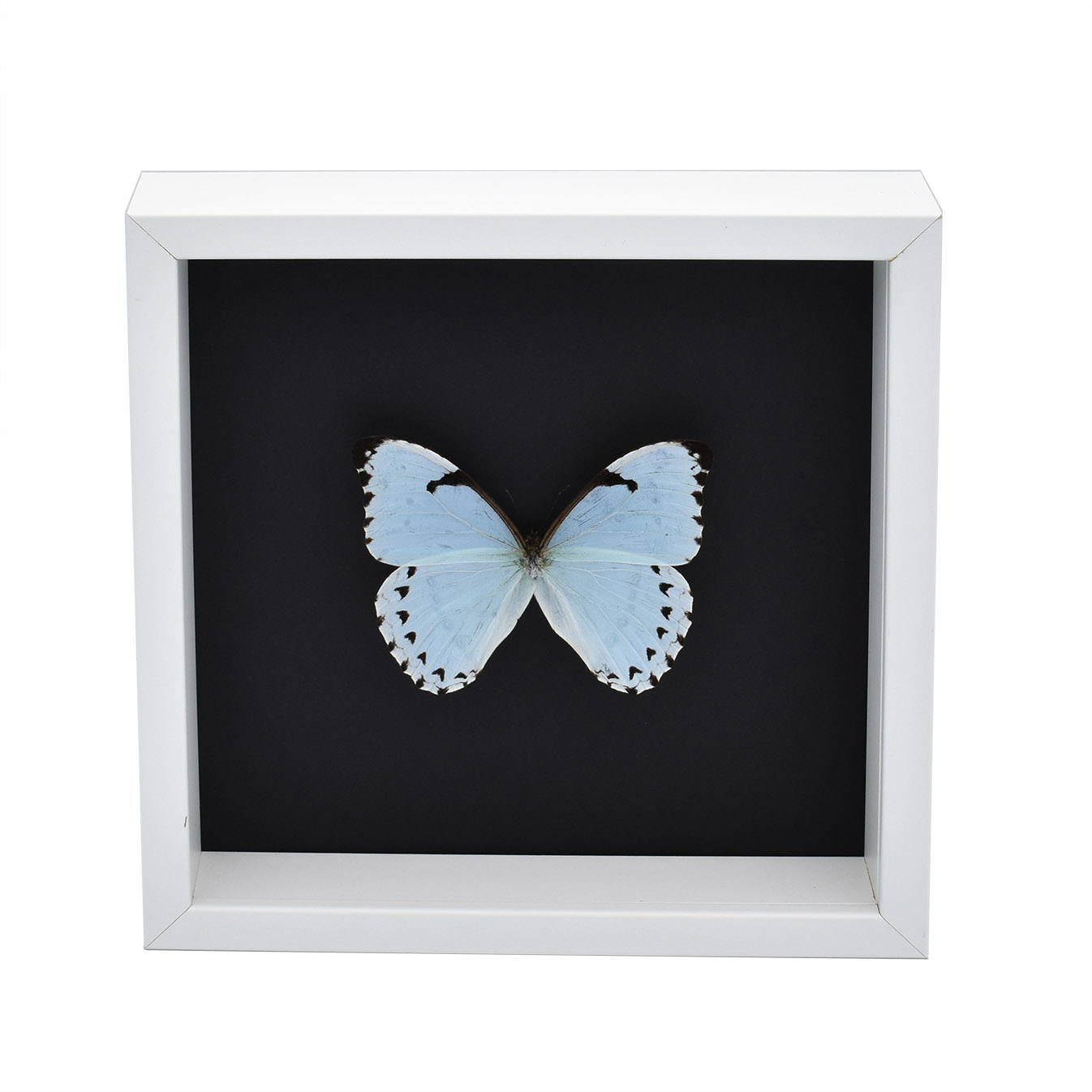 Cadre papillon - Morpho Catenarius