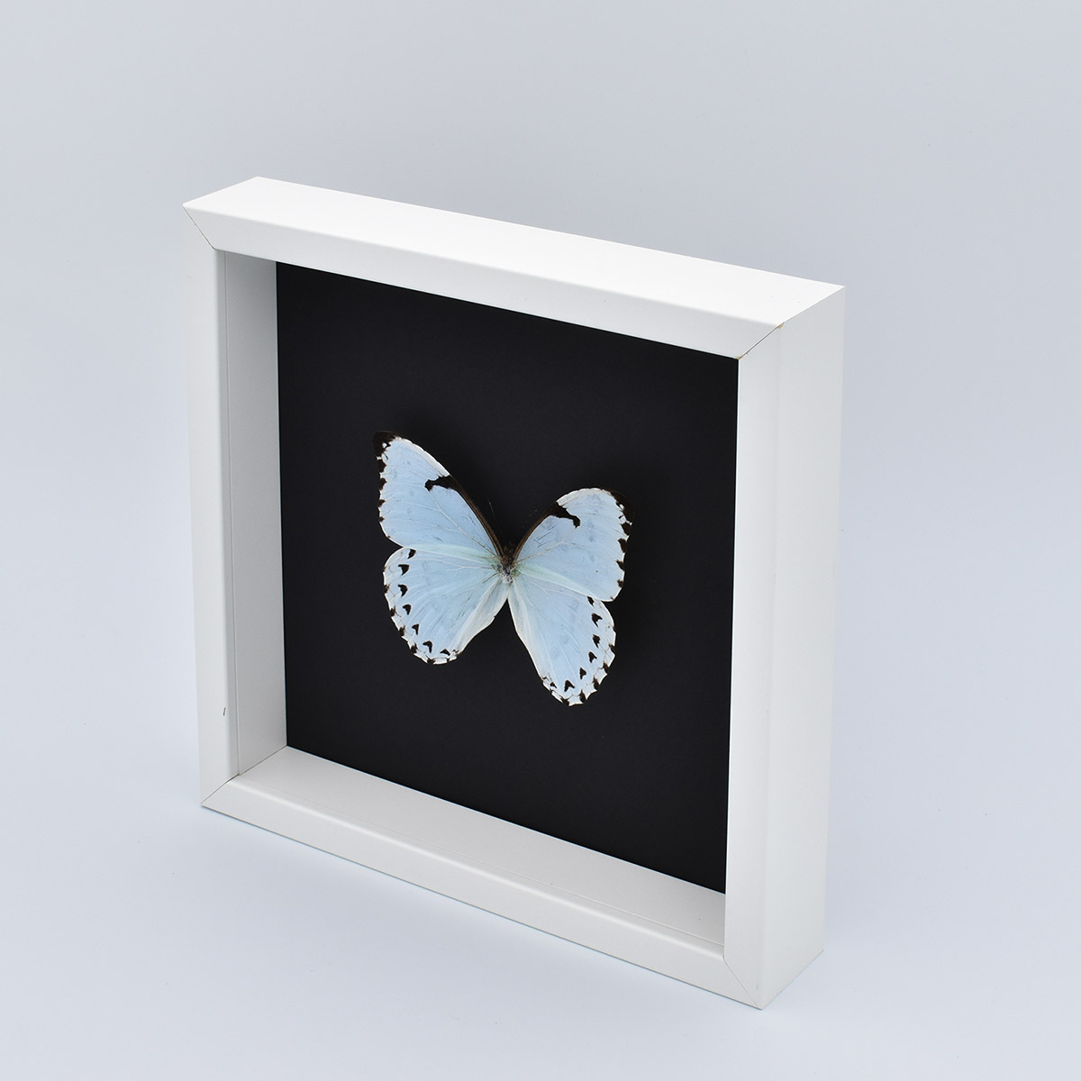 cadre-papillon-décoration-morpho-catenarius-maunakea